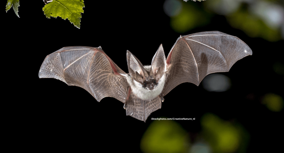 Die Fledermaus: Ein Abenteuer für Kinder