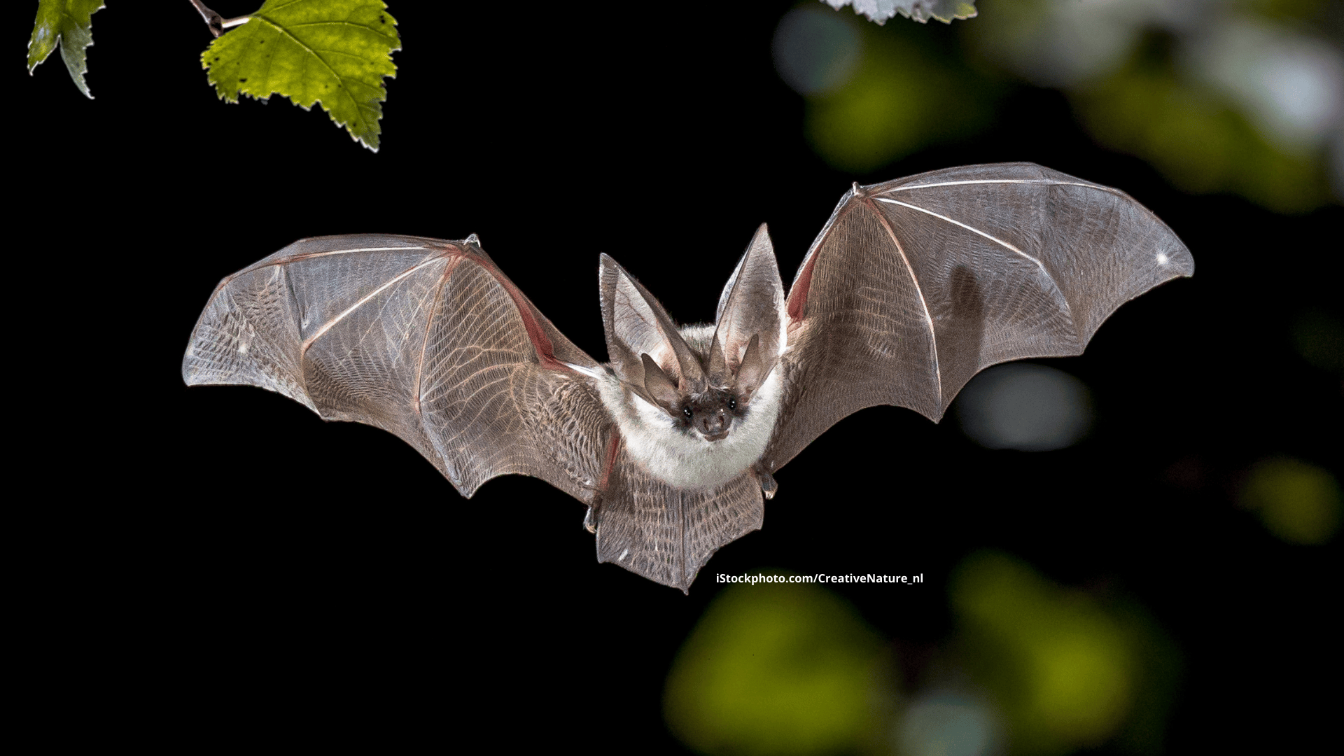 Die Fledermaus: Ein Abenteuer für Kinder