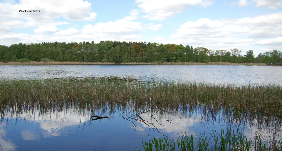 Das Foto zeigt die Seelandschaft am Gülper See bei blauem Himmel.