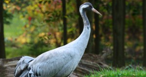 Kranich – Der Elegante unter den Zugvögeln