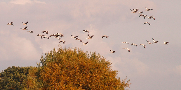 Vögel im Herbst