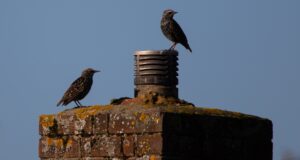 Vögel in der Stadt: Vogelbeobachtung
