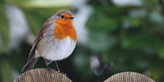 Vogelbeobachtung im Garten