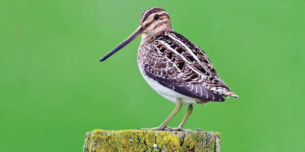 Die Bekassine – Stark bedrohter Schnepfenvogel