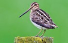 Die Bekassine – Stark bedrohter Schnepfenvogel