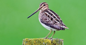 Die Bekassine – Stark bedrohter Schnepfenvogel
