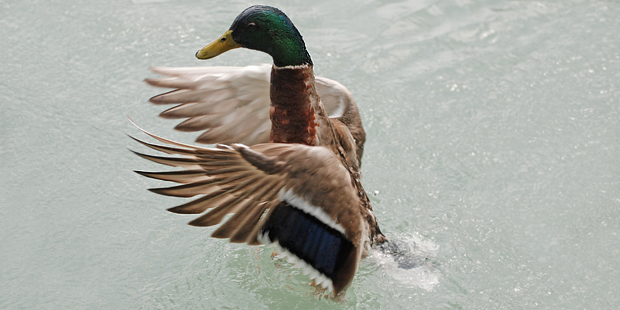 Stockente – erste Beobachtungserlebnisse