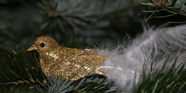 Weihnachtsgeschenke für Vogelfreunde