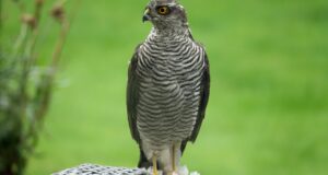 Der Sperber – Ein wendiger Greifvogel