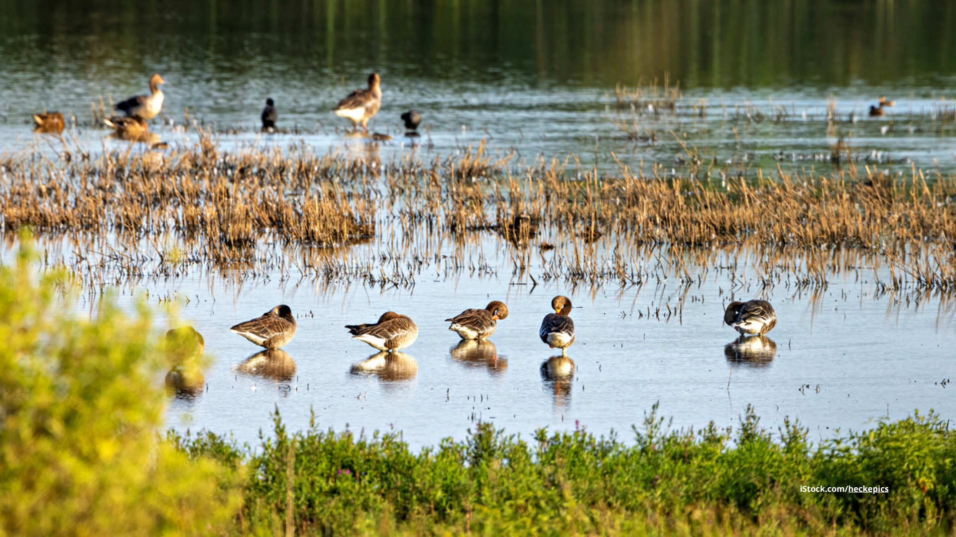 Vogelvielfalt im Naturschutzgebiet Rhäden