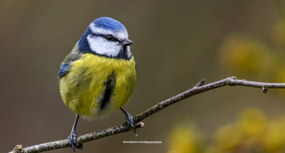 Blaumeise: lebhafter Singvogel
