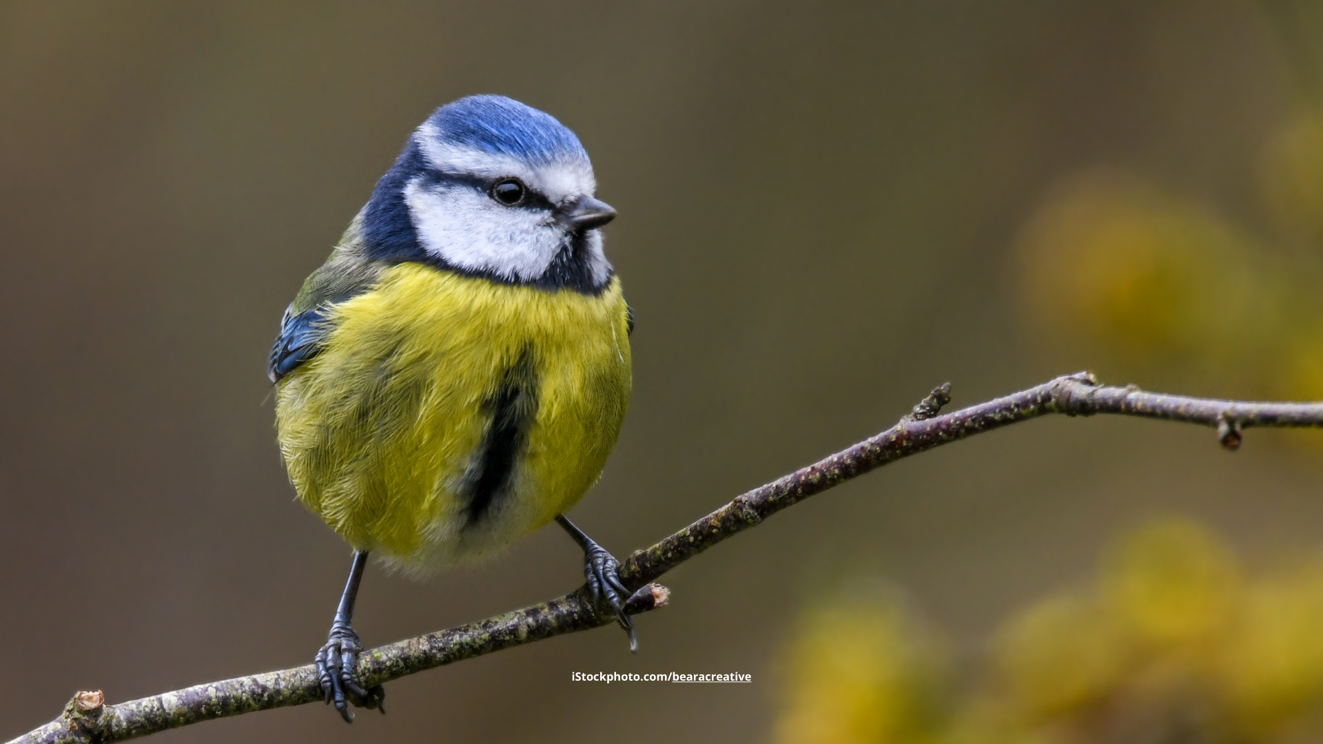 Blaumeise: lebhafter Singvogel