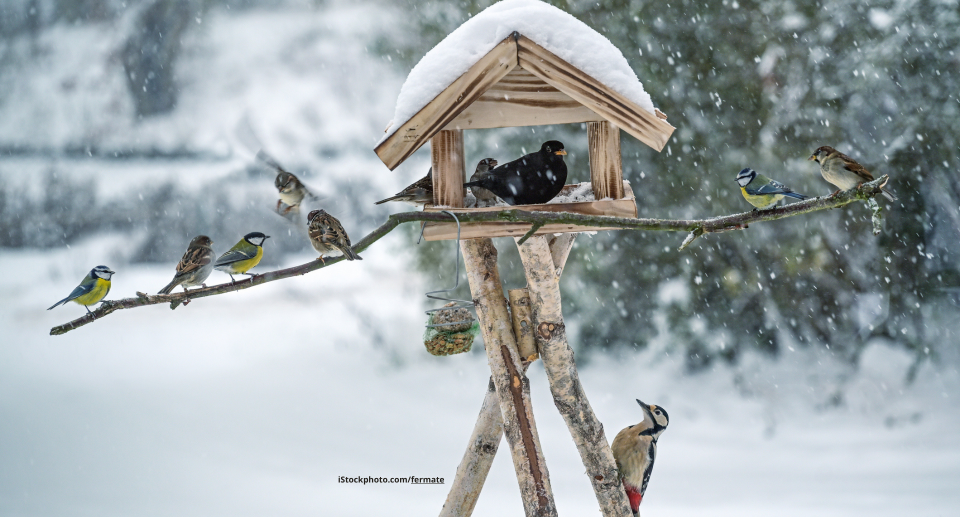 Das Foto zeigt Spatzen, Meisen, Amsel und Specht an einem Futterhäuschen im Schnee.