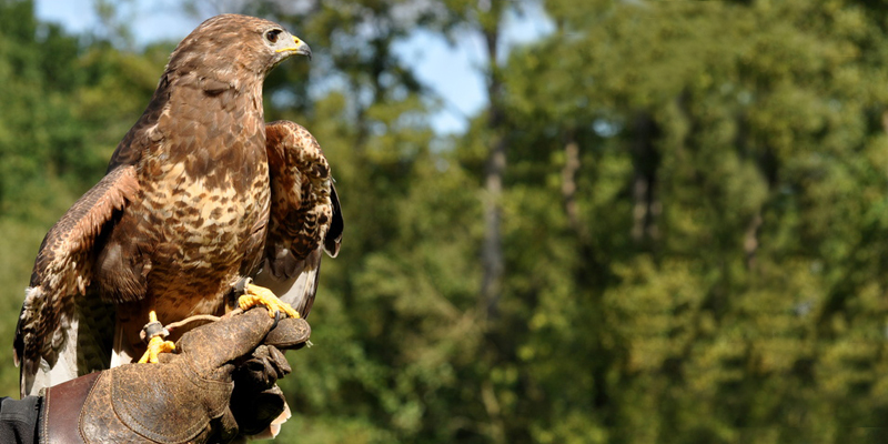 Mäusebussard – geduldiger Greifvogel