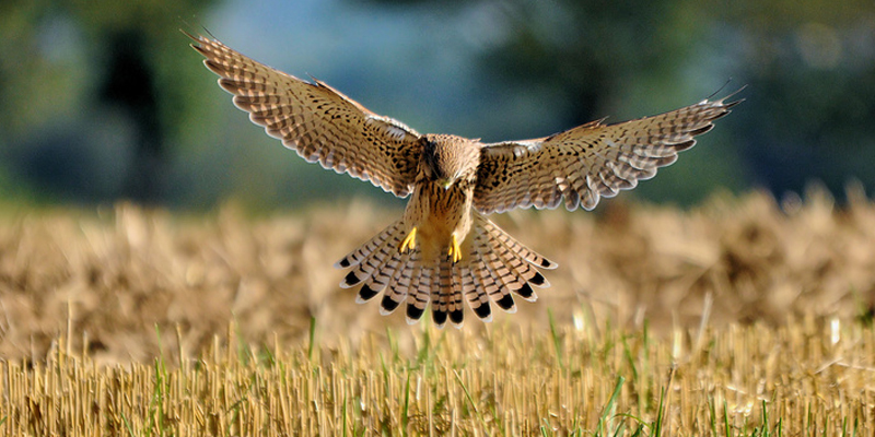 Turmfalke auf Beutejagd