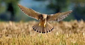 Der Turmfalke: Ein Vogel mit vielen Namen