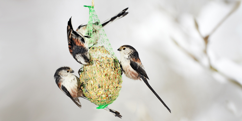 Vögel richtig füttern – Vogelbeobachtung im Garten