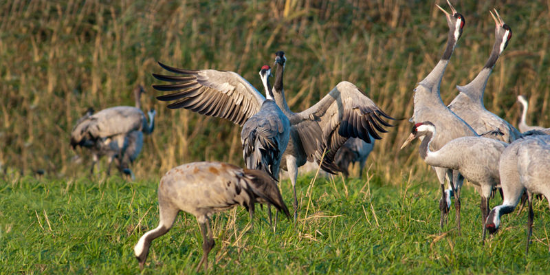 Balzverhalten bei heimischen Vogelarten