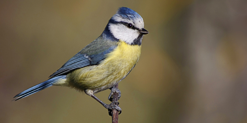 Blaumeise – lebhafter Singvogel