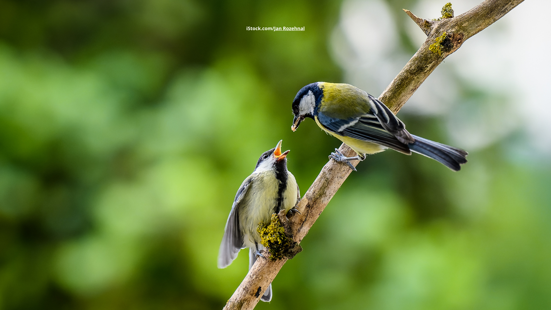 Die Balz: Highlight der Vogelbeobachtung