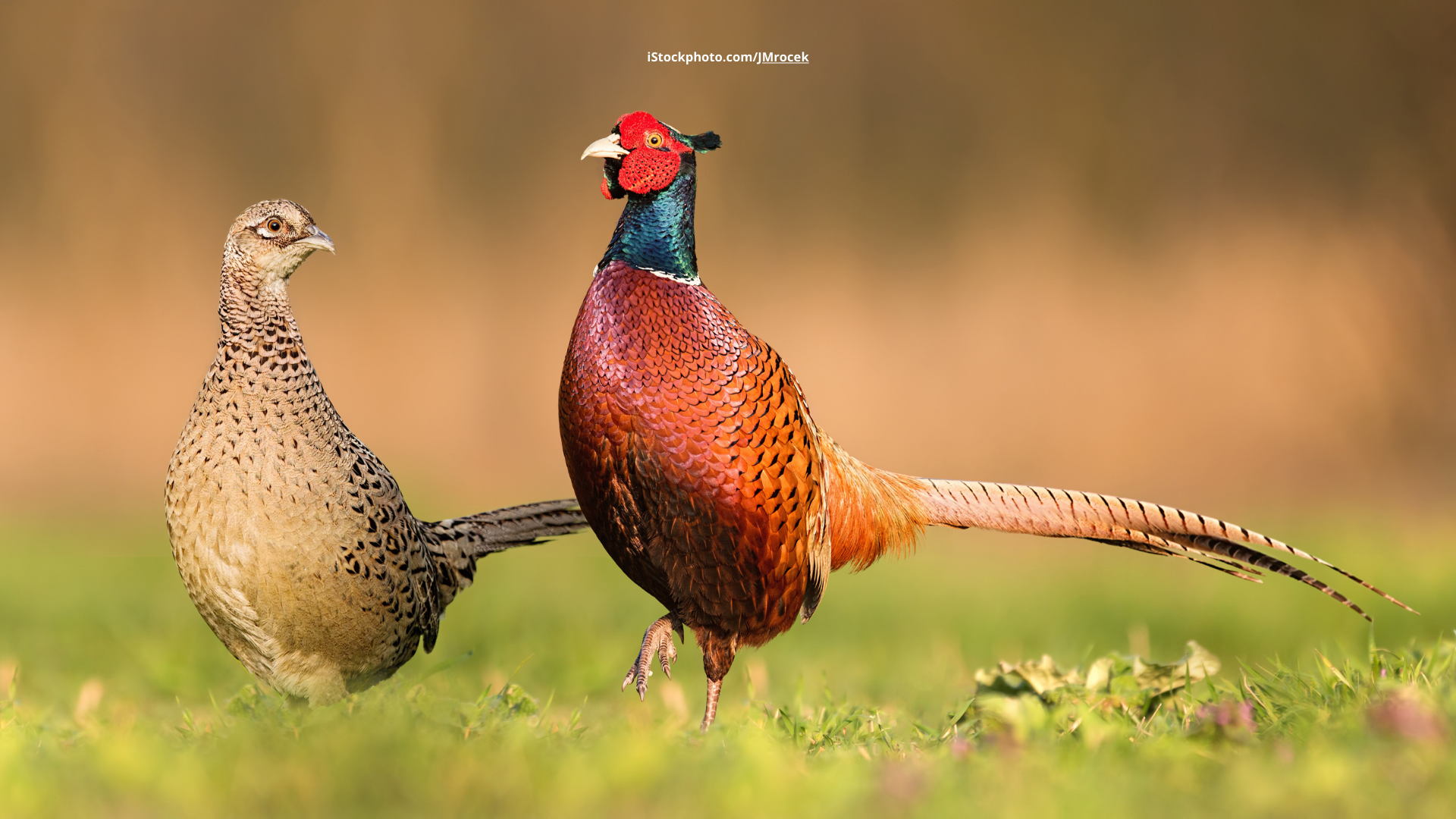 Fasan: Hühnervogel aus Mittelasien