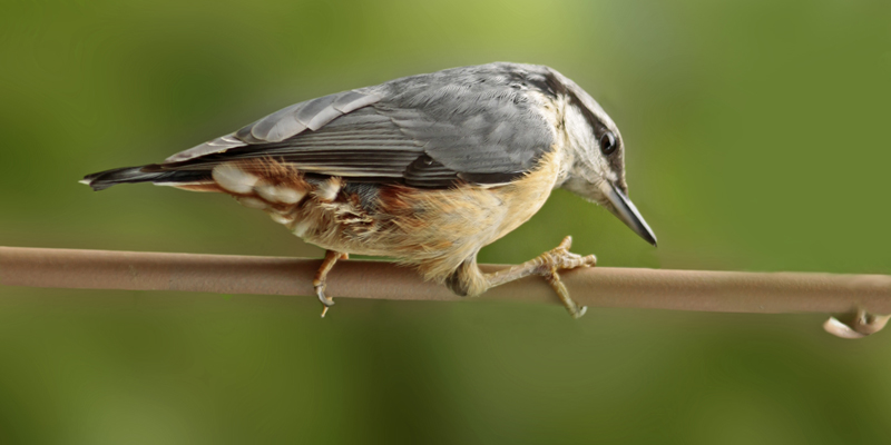 Vogelarten: Kleiber - auch Spechtmeise genannt