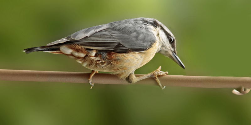 Vogelarten Kleiber Spechtmeise