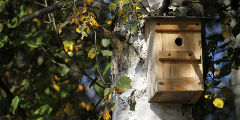 Nistkasten selber bauen und anbringen