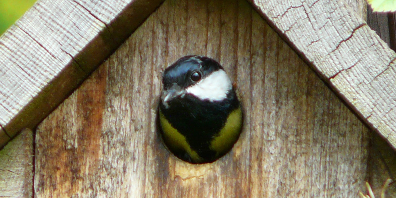 Nistkasten reinigen – Frühjahrsputz für Vogelbeobachter