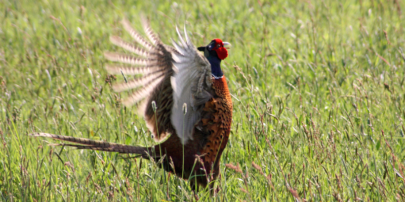 Fasan – Hühnervogel aus Mittelasien