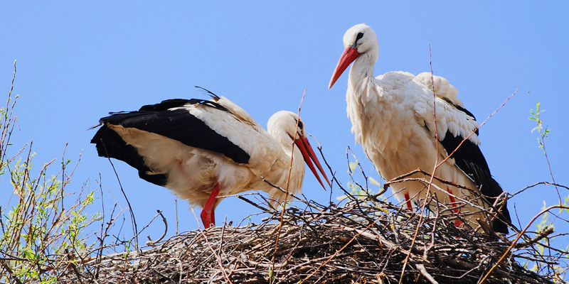 Weißstorch – der beliebte Klapperstorch