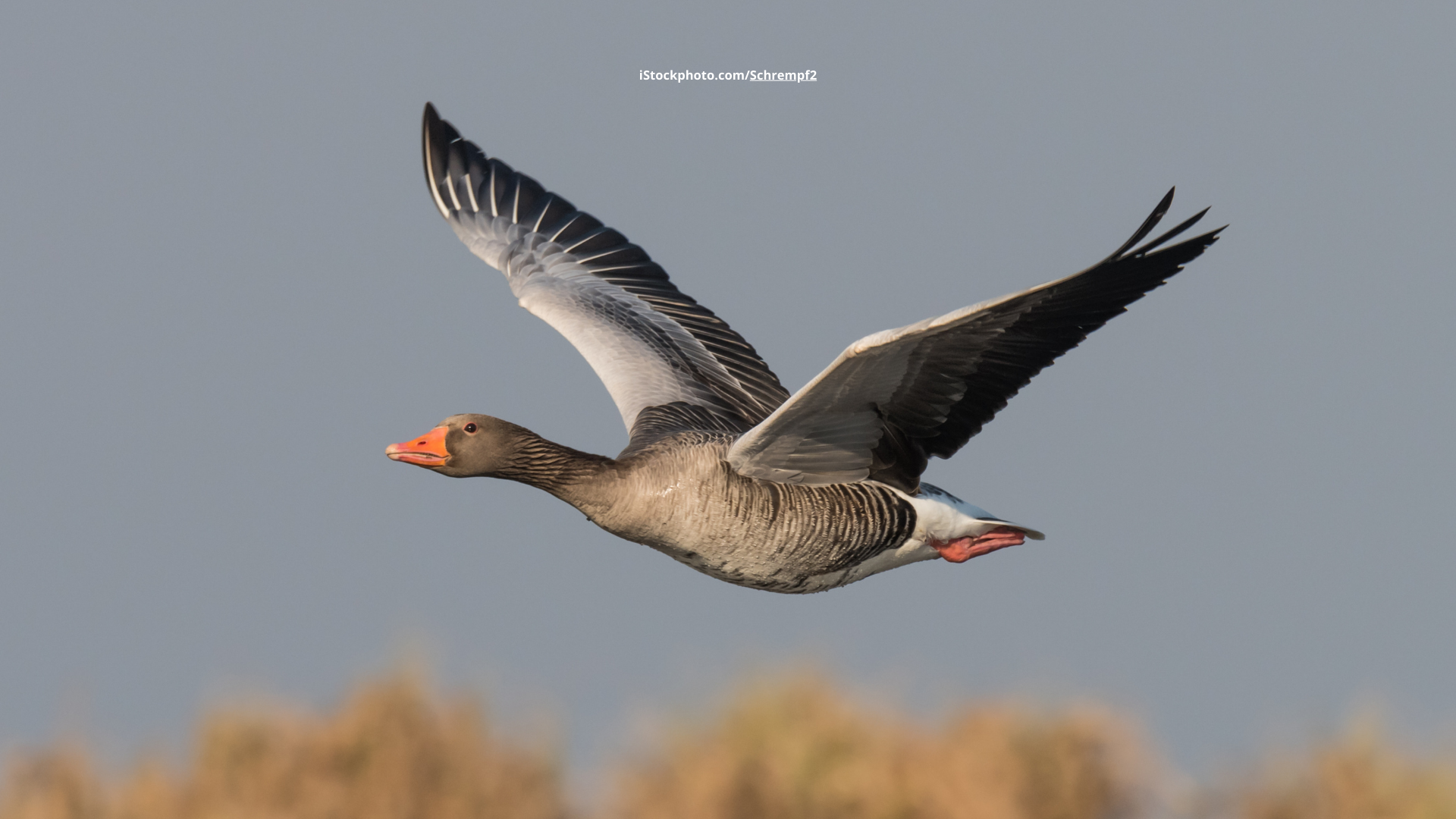 Graugans: Vom Zugvogel zum Standvogel