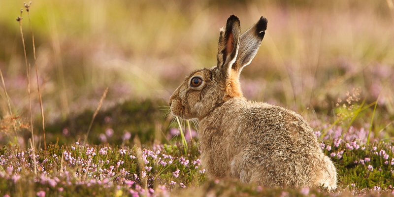 Der Hase ist kein Kaninchen