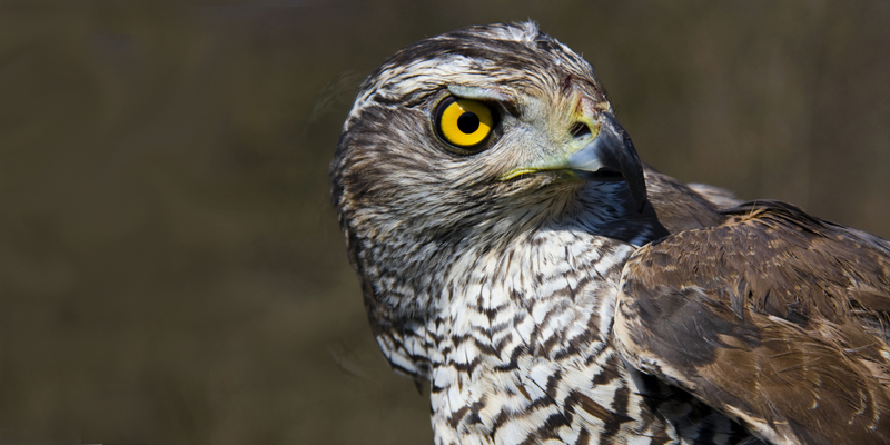 Habicht - Raubvogel - Greifvogel - heimische Vogelarten