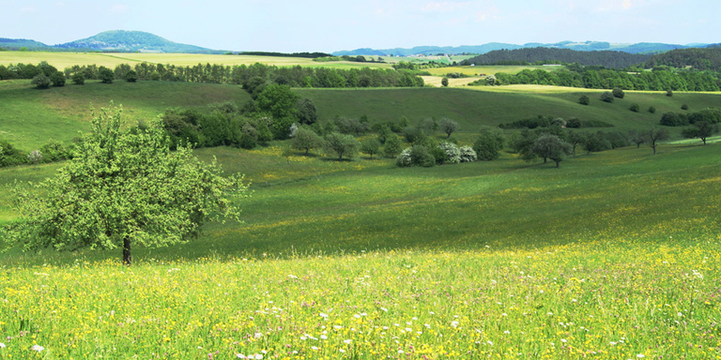 Seltene Vogelarten im Nationalpark Eifel