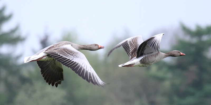 Graugans – Vom Zugvogel zum Standvogel