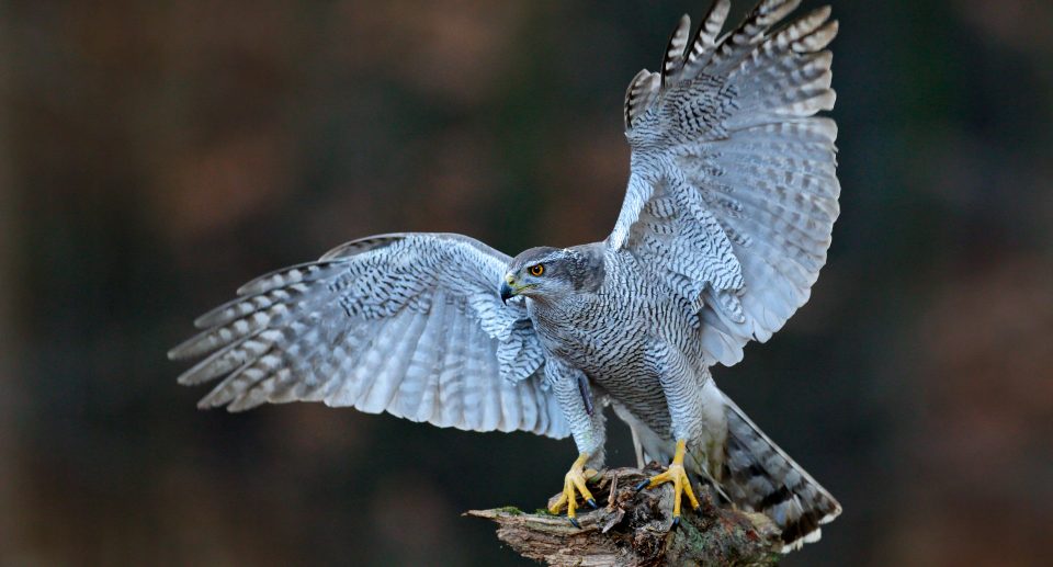 Habicht: Raubvogel und Hühnerjäger
