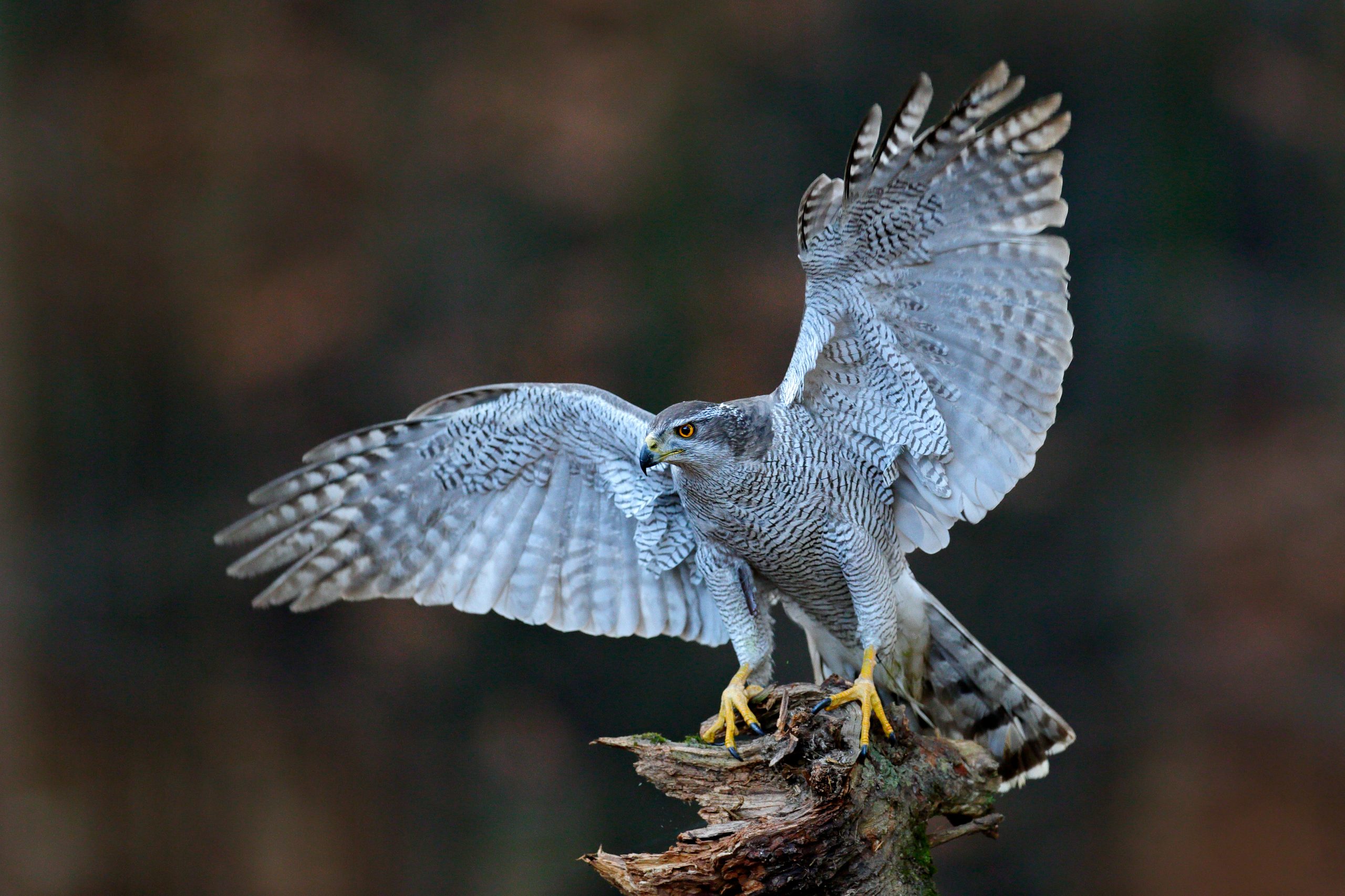Habicht: Raubvogel und Hühnerjäger