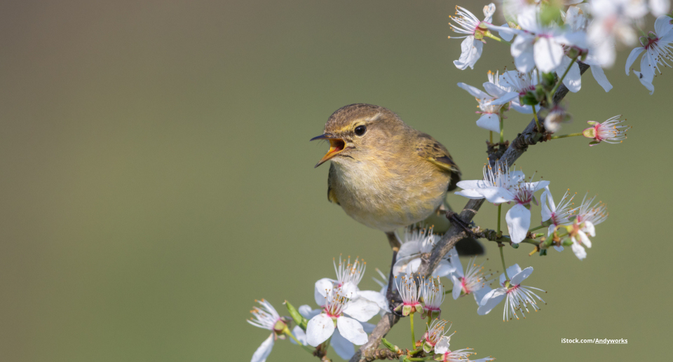 Das Foto zeigt einen Zilpzalp auf einem Ast mit Blüten sitzend.