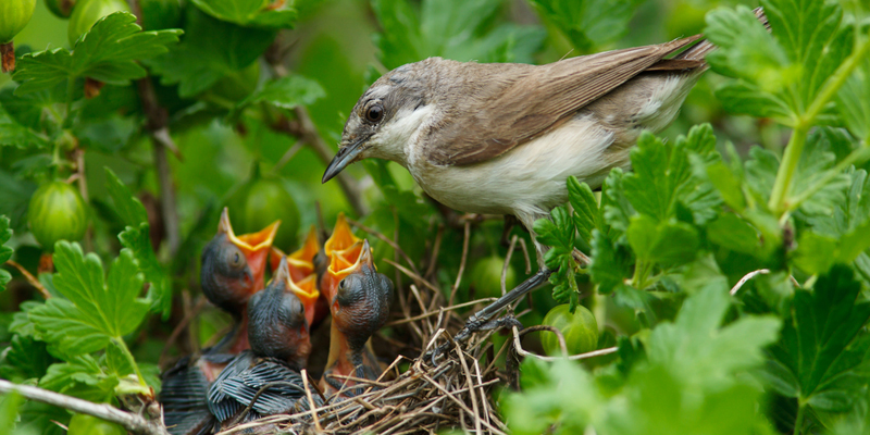 Nesthocker, Nestflüchter & Platzhocker