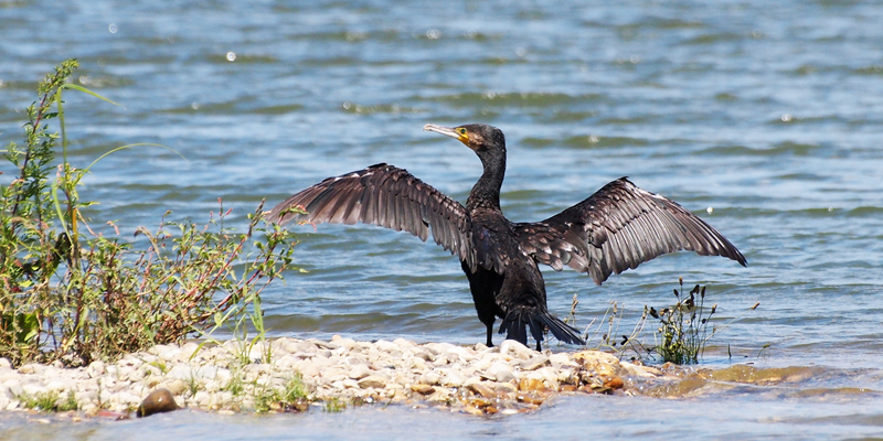 Kormoran – Fischjäger und Gejagter