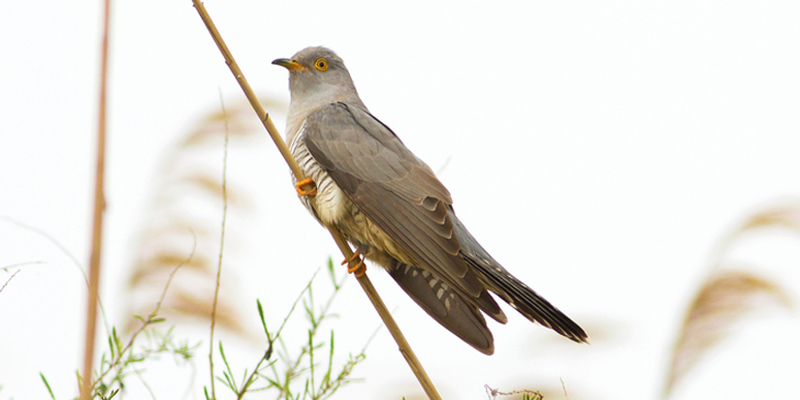 Vogelarten, Brutparasiten: Kuckuck