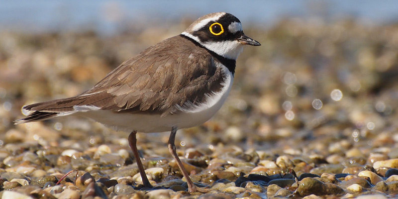 Flussregenpfeifer –  Watvogel an unseren Kiesgruben