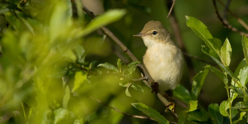 Zirpzalp / Weidenlaubsa%CC%88nger - Singvogel im Garten