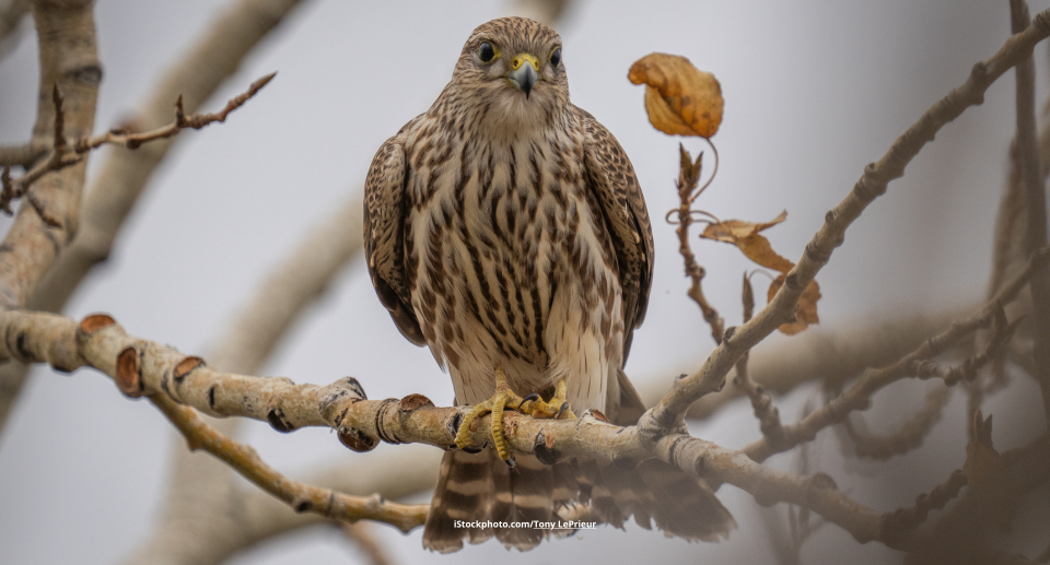 Das Foto zeigt einen Merlin auf einem Ast sitzend.
