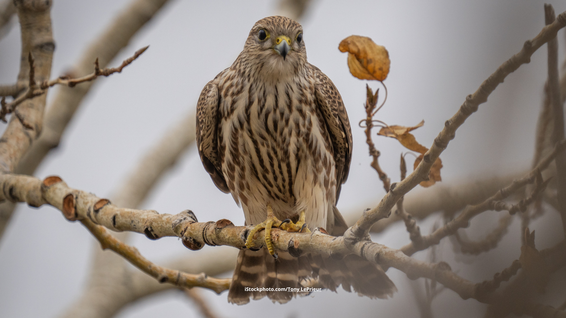 Merlin: der Zwerg unter den Falken