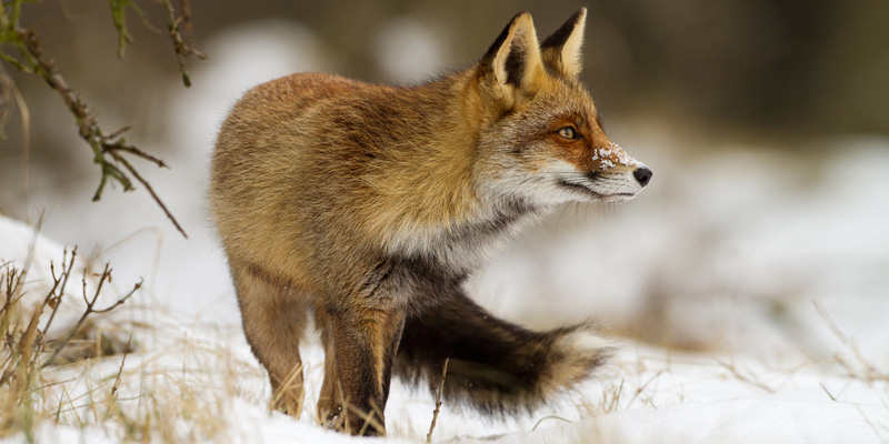Fuchs, Rotfuchs - Eigenschaften und Lebensweise