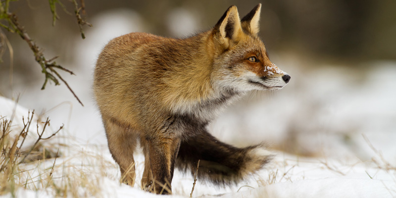 Fuchs – listiger Meister Reinecke