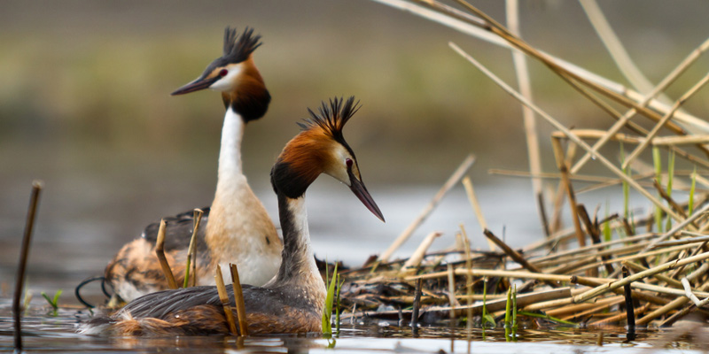 Haubentaucher: Wasservogel in Deutschland