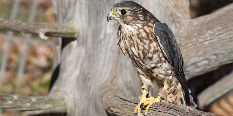 Merlin, kleiner Falke und Greifvogel